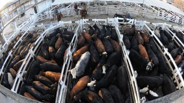 La faena de ganado se redujo un 5 por ciento en agosto