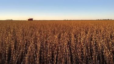 Las condiciones de la cosecha en la zona núcleo.
