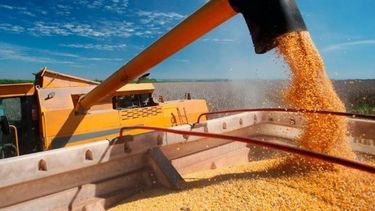 Baja la expectativa sobre el maíz en la región pampeana