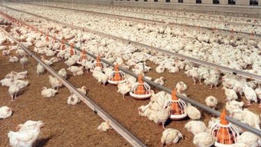 Vendieron una de las mayores avícolas del país