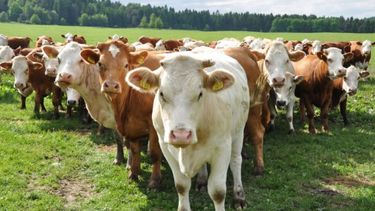 La faena de bovinos se redujo un 2 por ciento en julio