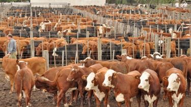 La faena de vacunos recuperó terreno en el segundo cuatrimestre de 2020