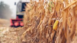 Mejoró el rendimiento del maíz tardío en Santa Fe