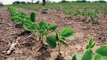 Magros rendimientos en las cosechas de maíz y soja santafesinas