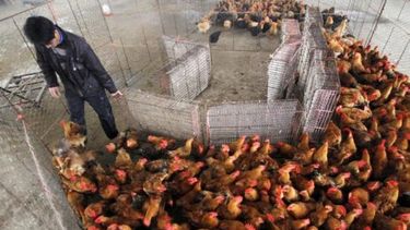 La FAO advirtió sobre un posible retorno de la gripe aviar