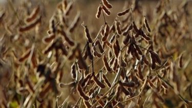 Productores piden acelerar la rebaja de retenciones a la soja