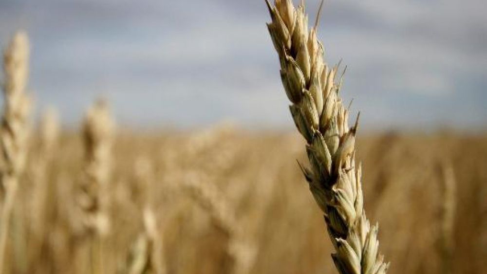 La siembra de trigo está casi paralizada en ciertas zonas por falta de lluvias