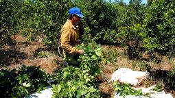 Establecieron los salarios mínimos para diversas tareas agrarias