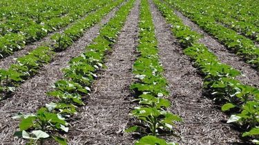 La siembra de girasol en Entre Ríos avanzó un 57%