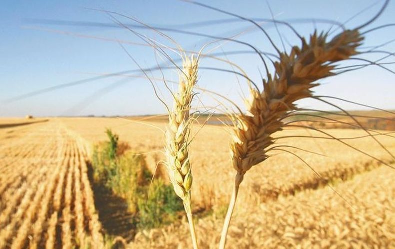 Recortan la proyección del trigo a 14 millones de toneladas
