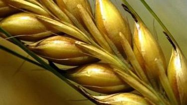 Investigadores argentinos lograron desarrollar el primer trigo transgénico del mundo
