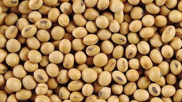 Los granos tuvieron otra ronda positiva en Chicago