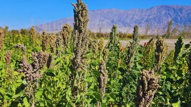 Información clave para la agricultura del futuro.