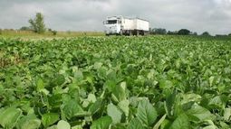 Se registró un 47% de avance en la siembra de soja de la zona núcleo