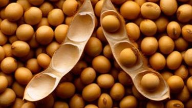 Recortan la estimación para la cosecha argentina de soja