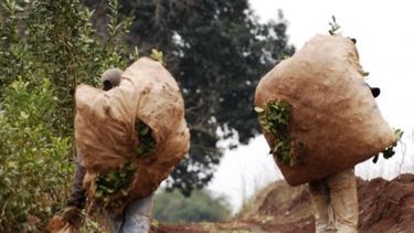 Por la quita de reintegros, productores yerbateros perderán $110 millones