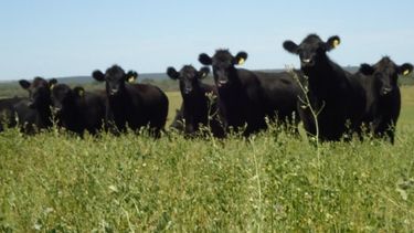 Confirman un estancamiento de la faena de bovinos