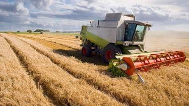 Recortaron la estimación de producción de cebada por déficit hídrico