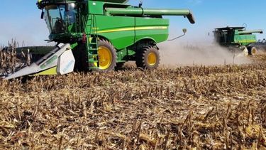 Reportan una mejora del 75% en la siembra de maíz bahiense