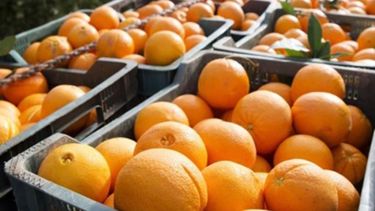 Declararon la emergencia agropecuaria en la producción citrícola