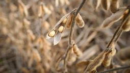 Los granos tuvieron una rueda dispar en Chicago