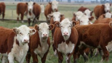 Productores remarcan la importancia de “recuperar" el stock ganadero