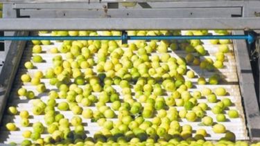 Surgen problemas en cuanto al ingreso de los limones argentinos a EE.UU.