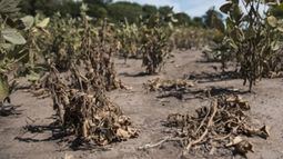 Mendoza, Chaco y La Pampa están bajo emergencia agropecuaria