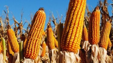 La cadena del maíz alcanzaría un récord de US$ 21.300 millones