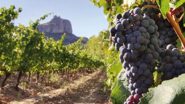 Remarcan que el vino es el sector exportador que más empleo genera