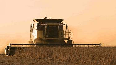 Siembra de soja cubrió casi la mitad de la superficie calculada en el país