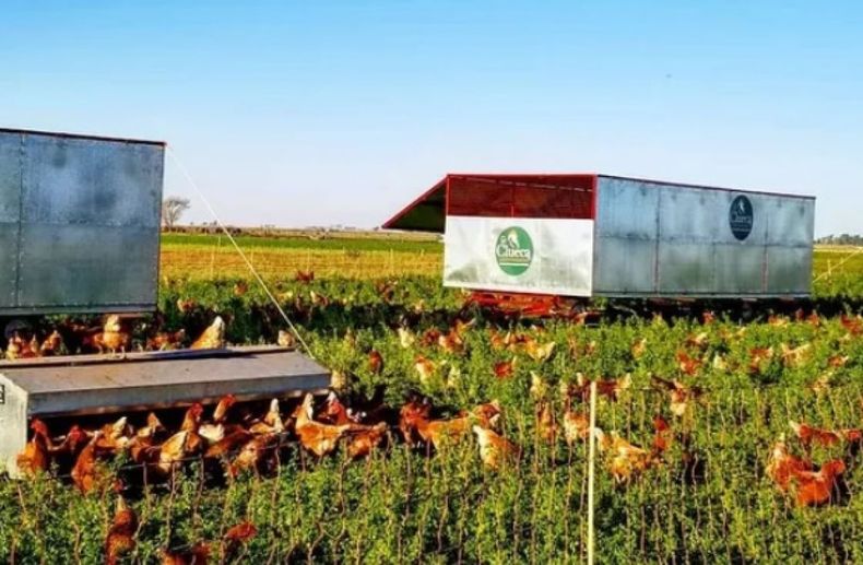 Producen "huevos contentos" acompañando a la demanda de un producto premium
