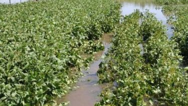 Estiman que la soja sufrirá un retroceso en su rendimiento durante 2017