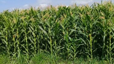 Estiman rendimiento promedio de 5.750 kilogramos por hectárea de maíz