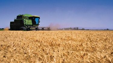 El Producto Bruto del trigo crecería un 120% en la campaña 2017-2018