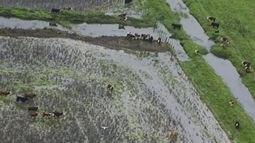 Colocan en emergencia agropecuaria al oeste bonaerense por las inundaciones