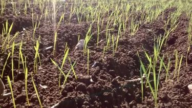 Las lluvias impactaron directamente en la condición hídrica y de cultivo de los núcleos trigueros del sur del área agrícola, mejorando en 3,5 y 3,6 puntos porcentuales, respectivamente, resaltó la BCBA.