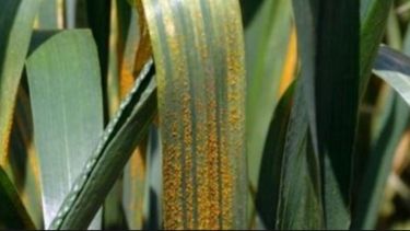 Observan que la roya amarilla puede afectar de gran manera al trigo