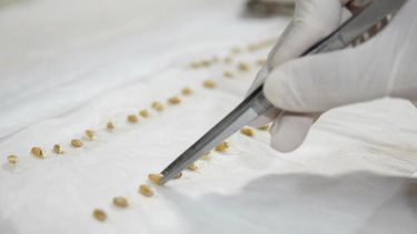 Las semillas en el centro de la escena.