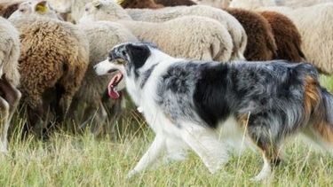 Perros de pastoreo: mejores amigos del trabajo de campo