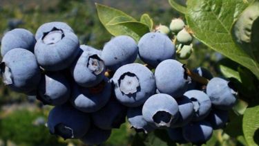Productores de arándanos requieren "medidas concretas para mejorar la competitividad del sector"
