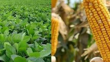 Informe de USDA impulsó los precios de los granos