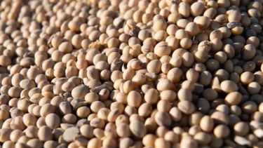 Estiman que subirá el precio global de la soja