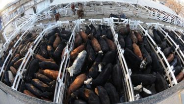 La faena de hacienda vacuna cayó más de 12% en enero