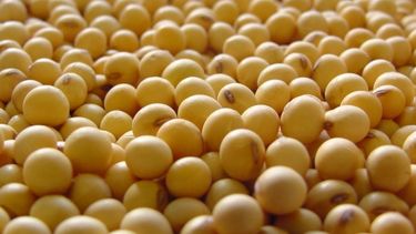 El precio estimativo de la tonelada de soja subió a $80.000