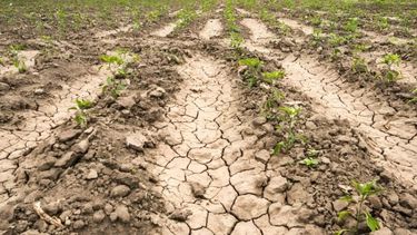 La medida afecta a los cultivos de soja, maíz, poroto, sorgo, caña de azúcar, citrus, palta y la actividad ganadera.&nbsp;
