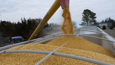 Aumenta la preocupación por la suspensión de exportaciones de maíz