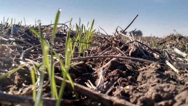 Condiciones meteorológicas condicionan al trigo y el girasol