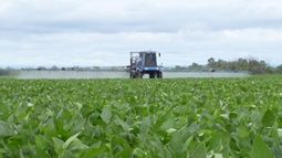 Proyectan un repunte de la cosecha sojera del 34% para 2019