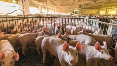 Redirigen fondos del dólar soja a la producción porcina